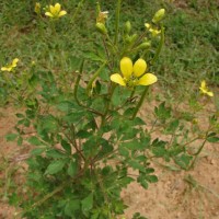 Cleome viscosa L.